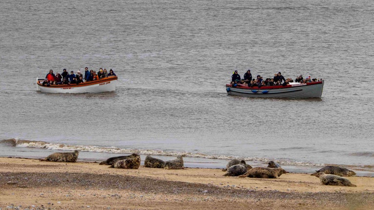 Two sightseeing boats close to the shoreline on Blakeney Point with grey seals lining the beach